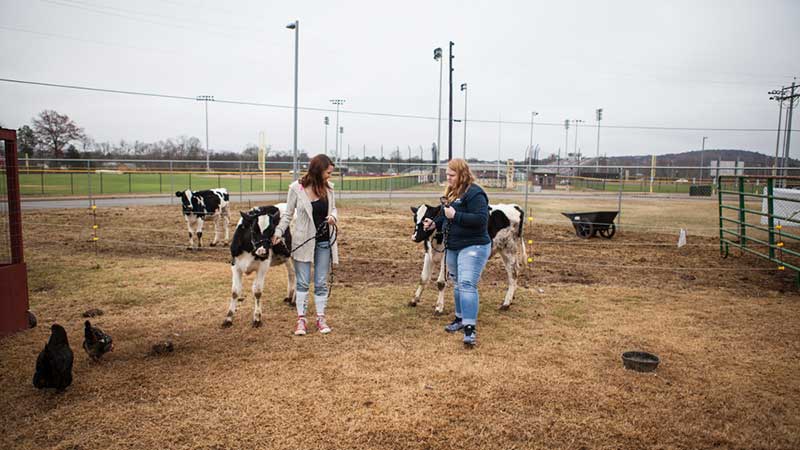 Audrey Testerman guides Lexie Gothard—and a couple of cows—through the farm at Stewarts Creek High. Testerman teaches Animal Sciences to CTE students and looks after the school’s store of critters, which includes chinchillas, cats, goats, and a groundhog.